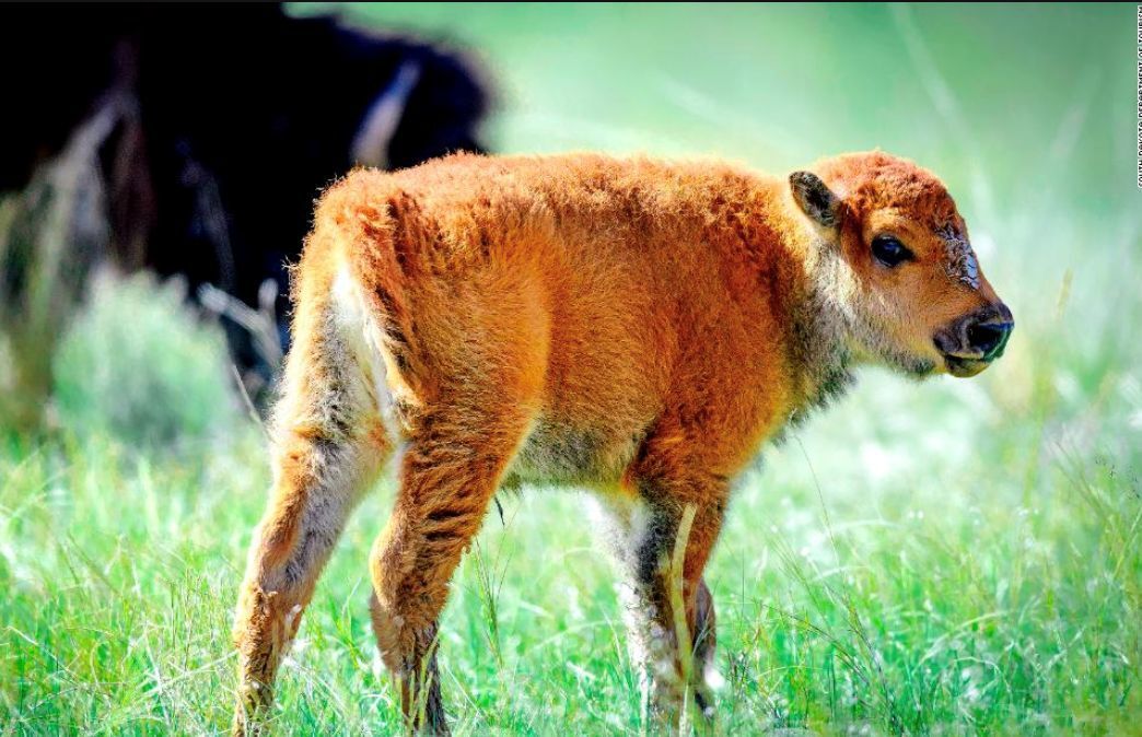 Baby bison